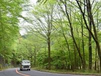 若葉、山を彩る　龍神に新緑シーズン到来、和歌山・田辺市