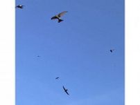 アマツバメ数百羽の群れ飛来　和歌山・紀南地方の繁殖地