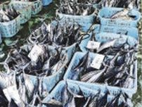 カツオケンケン漁好調　「近年で最も多い」和歌山県紀南地方の主要３漁港