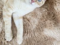 白茶の毛並みとブルーアイが美しい！ 飼い主に溺愛される猫さまが絶対にしないこととは