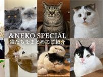 &NEKOスペシャル！ これまでに登場した猫たちをまとめて紹介します。