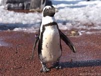 【和歌山・白浜】「アドベンチャーワールド」で4年振りに「ペンギンパレード」が復活！