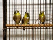 野鳥を違法飼育の疑い、小鳥店の経営者ら逮捕　メジロなど90羽押収