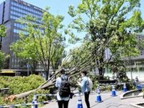 博多駅前で13メートルのケヤキ倒れる　西日本各地で強風