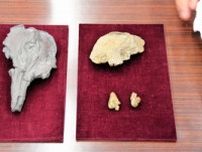 海なし県で見つけたイルカの化石、新種と判断　中3が発掘した骨も