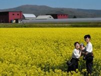 北海道滝川　初夏告げる菜の花まつり　黄色いじゅうたん球場30個分