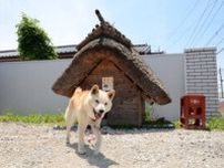13歳老犬、茅葺き小屋は快適だワン　棟梁が作った本格的な合掌造り