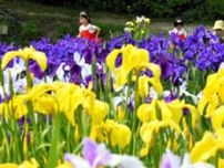 青、白、紫…色とりどりの花咲く　青森・十和田でハナショウブ見ごろ