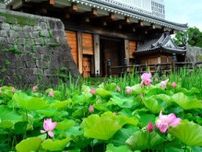 緑のじゅうたんに鮮やかなピンク　鹿児島・鶴丸城跡の掘でハス開花