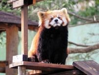千葉市動物公園、7月から入園料割引　8月には夜の開園も初開催
