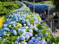 「青の階段」がお出迎え　八戸市の館鼻公園でアジサイ見ごろ