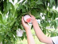 「今年の桃は甘みが強い」　四国一の産地の飯山、収穫最盛期に期待