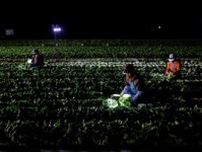 深夜の作業でシャキシャキ感キープ　長野・川上村でレタス収穫最盛期