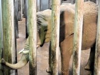 アフリカゾウ「マオ」が国内初の人工授精　第一人者が来日して協力