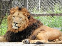 オスライオン「リント」、徳山動物園に仲間入り　6日から公開予定