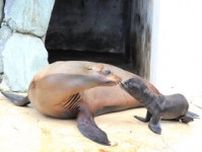 ココの成長「あたたかく見守って」　桂浜水族館でアシカ赤ちゃん誕生