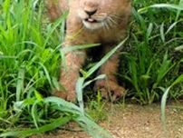 もうすぐ会えるよ　とくしま動物園で誕生の子ライオン、9日から公開