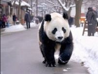 「雪の東京を歩くパンダ」で作られた動画は…中国AI、独自の進化