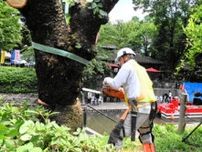 「さくら名所100選」松川の桜、伐採開始　地震被害の護岸工事で