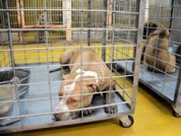 闘犬種など繁殖施設から逃走　6頭捕獲　業者の男に公務執行妨害容疑