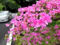 ミヤマキリシマ、咲きのぼる　雲仙で見ごろに