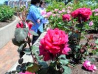 色とりどりのバラ、華麗な香りとともに大野町で11、12日イベント