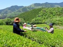 300年の歴史「仙霊茶」の収穫開始　兵庫・神河、唯一の生産農家
