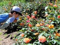 お気に入りのバラが見つかるかも　高松の亀水中央公園で見ごろ