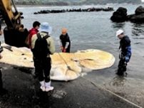 漂着クジラ死体、鳥取県が埋設　数年後に掘り出して骨格標本に