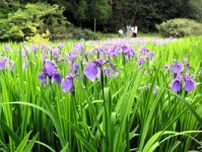 初夏を彩る紫色の花　カキツバタが見頃　鳥取県岩美町