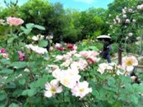 バラ1300本、色彩豊かに咲き乱れる　甲府市・芸術の森公園