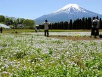 青や白の花咲くネモフィラ見ごろ、富士山を背景に　山中湖花の都公園