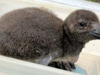岡山・池田動物園のペンギンの赤ちゃん　名前は「ほっけ」