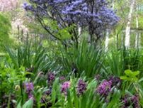 希少な「青いシャクナゲ」見ごろ　年間5千種の草花楽しめるガーデン