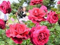 色鮮やかに大輪咲き競う　バラ120品種3400株　ひたち海浜公園