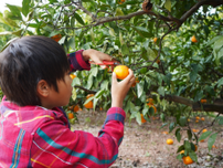 秋の味覚を楽しもう！関東近郊でおすすめの果物狩りスポット6選