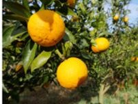 幻の柑橘「柚香（ゆこう）」とは？ おすすめの使い方と料理アレンジを紹介！