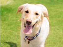 本日「愛犬の日」からモリトソラ箱根で最大20％オフのキャンペーン、ペットと泊まれる