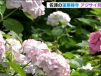 少雨で花は小ぶりも　古刹・蓮華峰寺で約7000株のアジサイが見ごろに　新潟・佐渡市