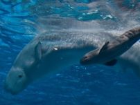 シロイルカの赤ちゃん誕生　しまね海洋館アクアスで２週連続