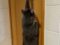 「何て賢いねこさんだ」　飼い主さんのあとを追ってトイレに入った猫　自力でドアを開けて脱出を試みる姿に2.8万人仰天