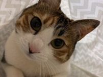 【調査】地震のときの猫の行動　飼い主が心がけたいことを獣医師に聞いた