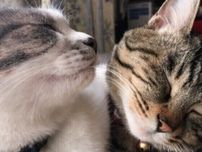 猫同士の愛情表現　「アログルーミング」とは　見てるだけで癒される画像も