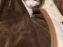 「ど真ん中で大の字」で寝ているコも!? 　飼い主のベッドや布団を占領する猫の心理｜獣医師解説