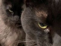 「尋常じゃない圧」でカリカリを催促する2匹の猫、一体なぜ!?　シンクロして「ご立腹な様子」に思わずクスッとする