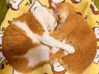 おでこをくっつけて抱き合って眠る2匹の猫　飼い主が「帰宅直後に見た光景」が尊くて愛おしい