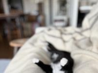 「かわいすぎて動けない」　飼い主さんの上で眠る子猫のヘソ天姿にキュンとする