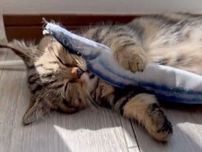 ぬいぐるみをくわえながら「寝落ち」した子猫　お迎えして1カ月の頃に見られた姿が「可愛い」と反響！