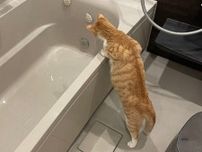 “お湯はり”を見守る猫　二足立ちで浴槽を覗き込む姿に1.7万人爆笑　「うちもやるこれ（笑）」「一番風呂をいただく模様？」