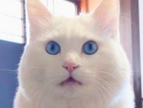 「何でわからんねんという目」　真剣におしゃべりをする白猫がかわいすぎる！　気になる伝えたかったこととは？